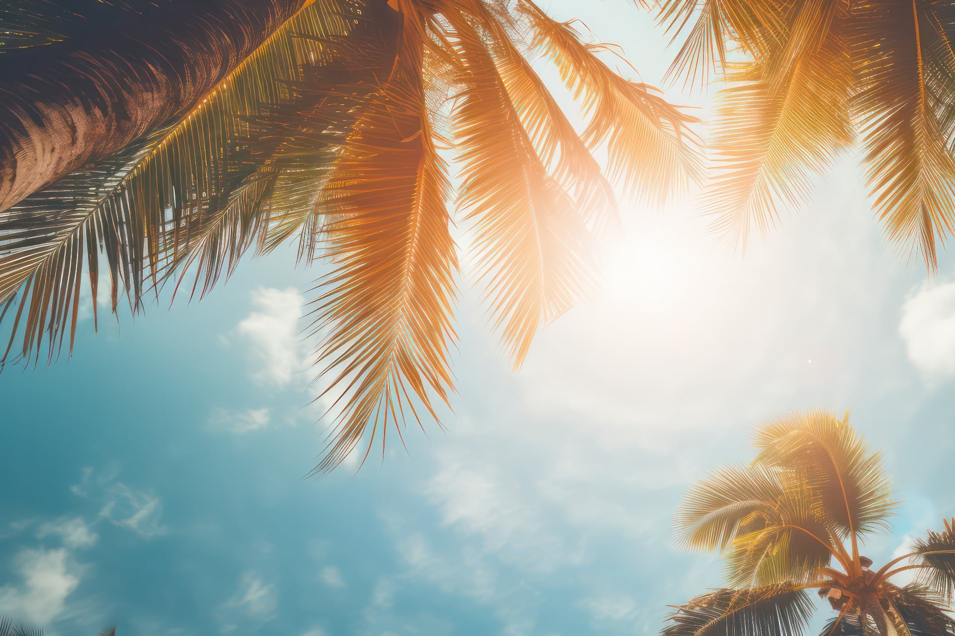 Mit Blick auf den blauen Himmel und die Palmen, mit einem Hauch von Vintage, der einen tropischen Strand und einen sommerlichen Hintergrund mit schimmerndem Sonnenlicht schafft und einen unscharfen Effekt erzeugt